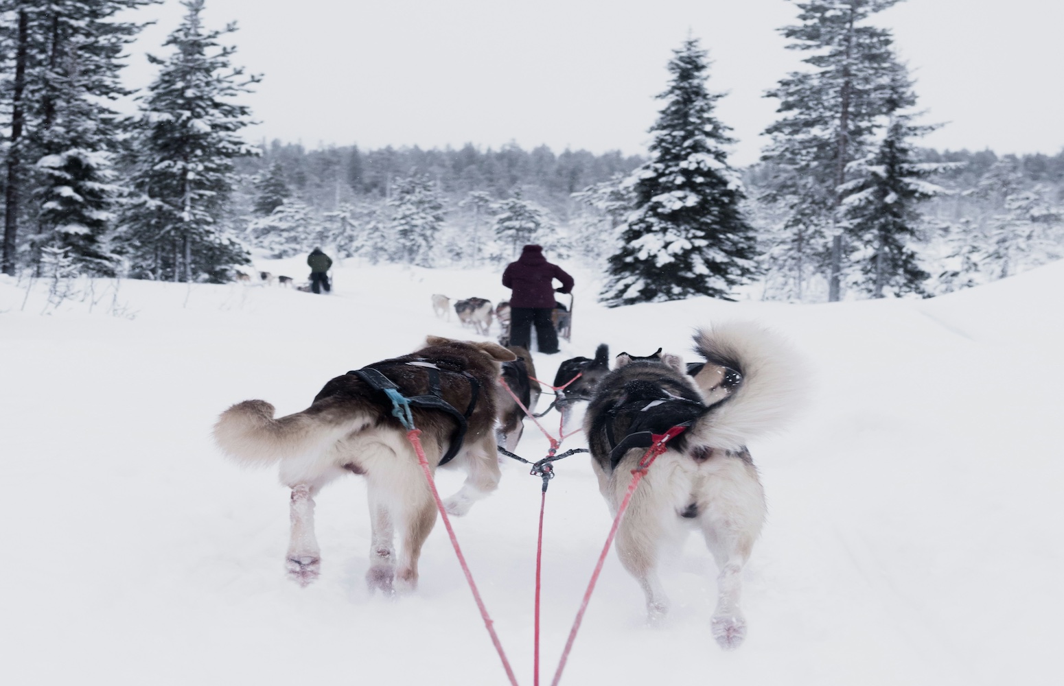 trineo huskies laponia